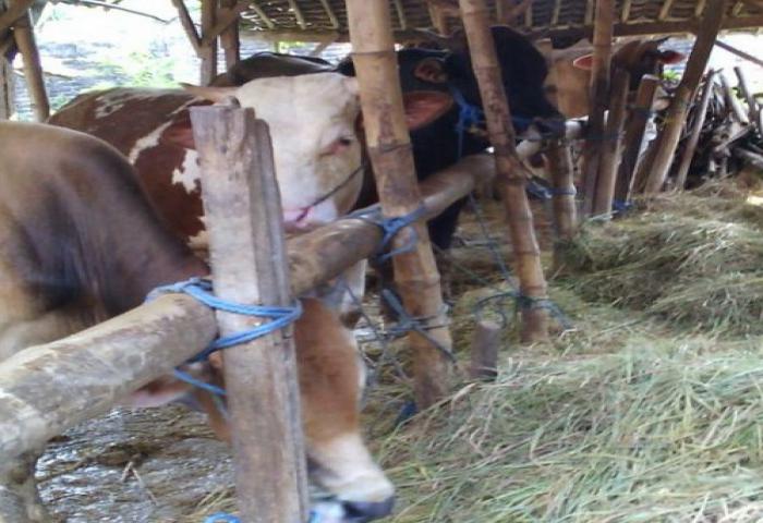 Masyarakat Diimbau Tidak Tergiur Sapi Murah